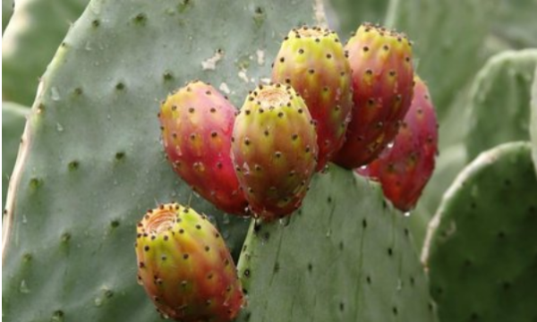 仙人掌果的功效与作用,仙人掌的果实图2