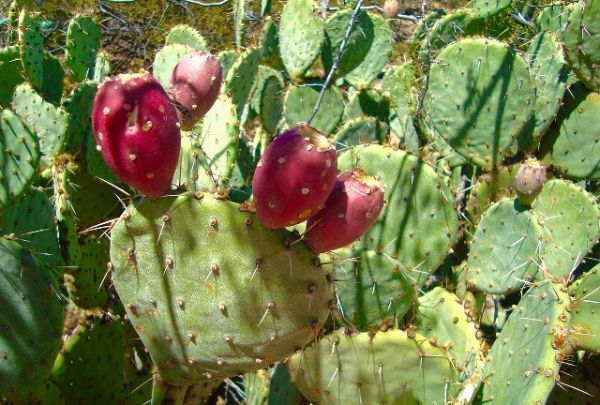 仙人掌果的功效与作用,仙人掌的果实图6