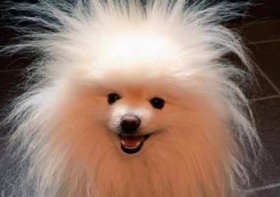 ​皮球鱼为什么这么容易死皮球鱼为什么憋着不生死了