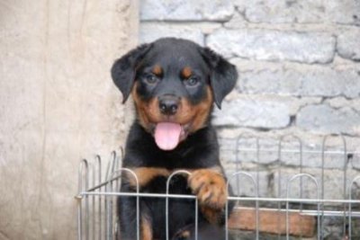 ​鱼喜欢吃什么鱼饵鱼喜欢吃什么鱼饵