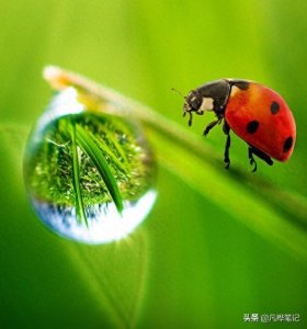 ​什么是微距镜头？什么时候使用，为什么，怎么做？