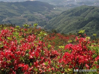 ​这些杜鹃你都认识吗？独家野生杜鹃花大片欣赏
