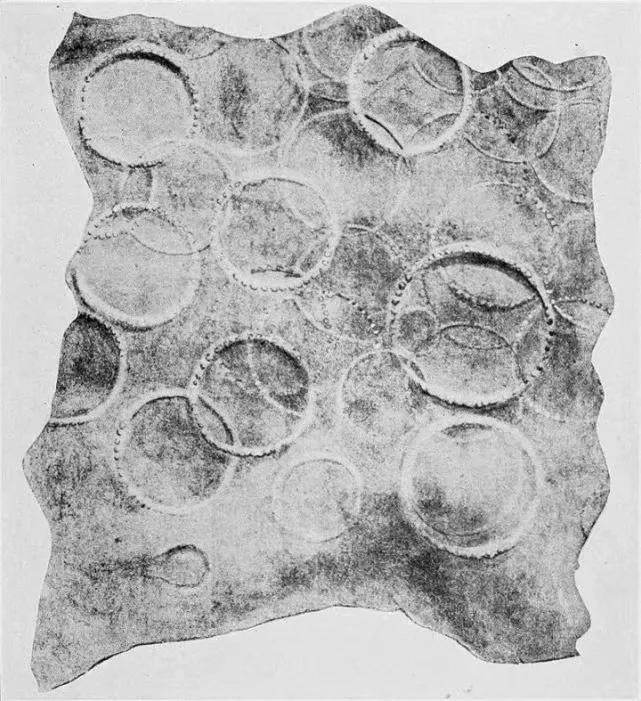 大王陆鱿真的存在吗(大王陆鱿百科)-图3