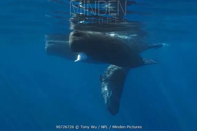 大王陆鱿真的存在吗(大王陆鱿百科)-图4