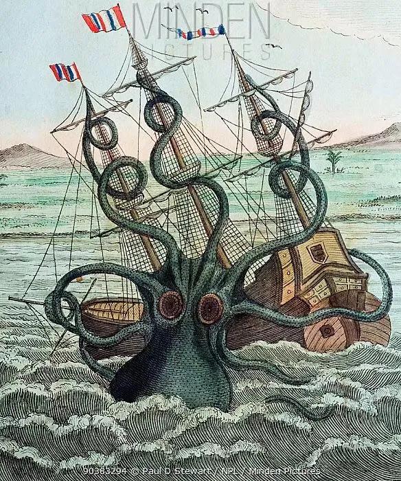 大王陆鱿真的存在吗(大王陆鱿百科)-图1