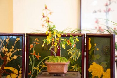 ​月季兰花…轻轻掰一下，10天冒小芽，1个月就爆盆！