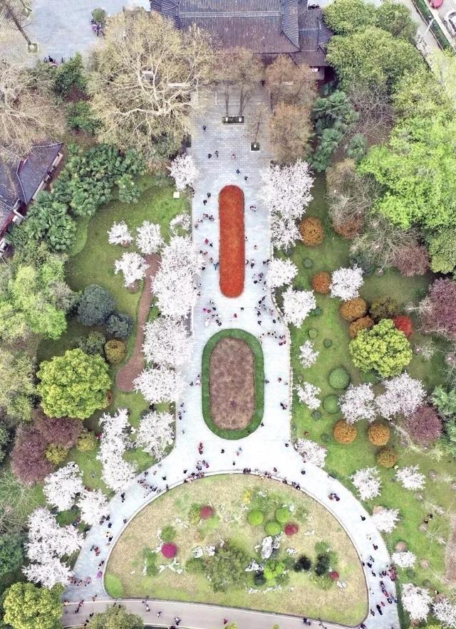 武汉樱花观赏地(武汉最新樱花预报来了)(20)
