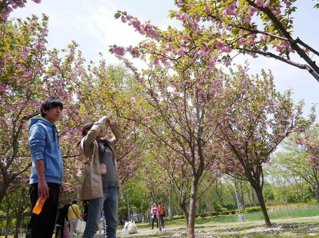 武汉樱花观赏地(武汉最新樱花预报来了)(18)
