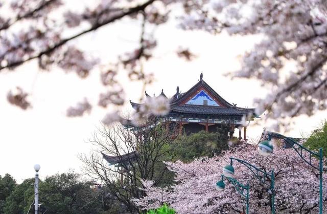 武汉樱花观赏地(武汉最新樱花预报来了)(15)
