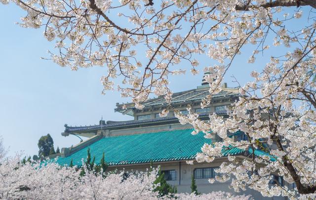 武汉樱花观赏地(武汉最新樱花预报来了)(11)