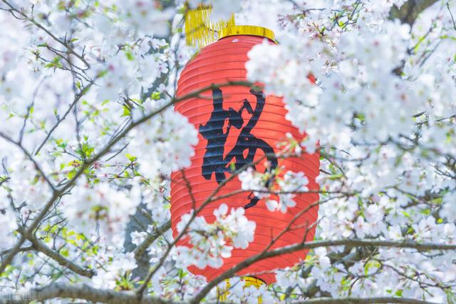 武汉樱花观赏地(武汉最新樱花预报来了)(4)