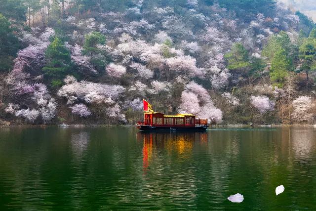 武汉樱花观赏地(武汉最新樱花预报来了)(24)