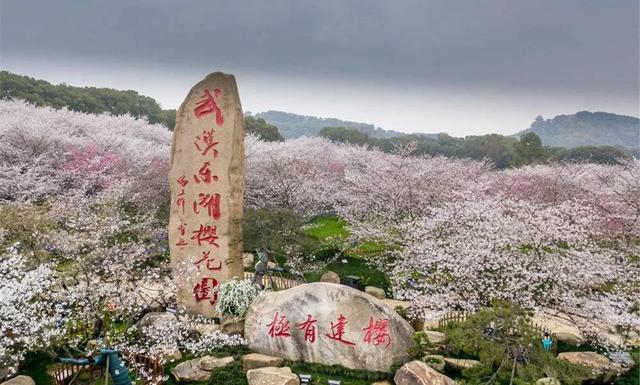 武汉樱花观赏地(武汉最新樱花预报来了)(3)