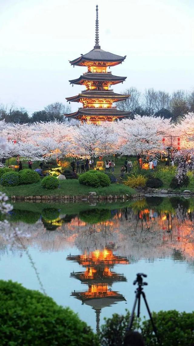 武汉樱花观赏地(武汉最新樱花预报来了)(10)