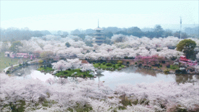 ​武汉樱花观赏地（武汉最新樱花预报来了）