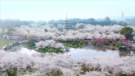 武汉樱花观赏地(武汉最新樱花预报来了)(1)