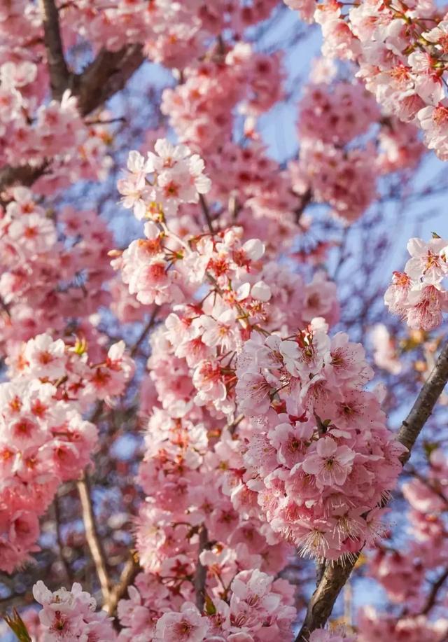 武汉樱花观赏地(武汉最新樱花预报来了)(19)