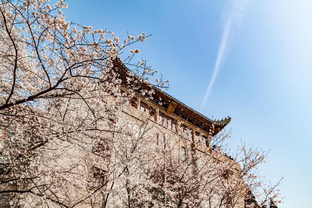 武汉樱花观赏地(武汉最新樱花预报来了)(12)