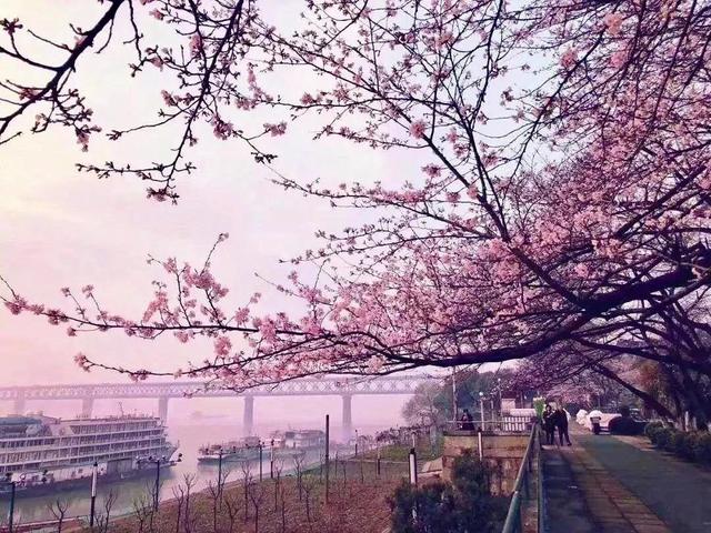 武汉樱花观赏地(武汉最新樱花预报来了)(16)