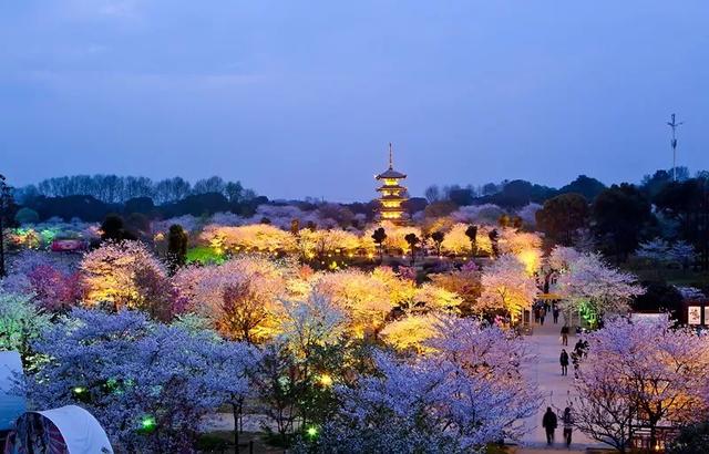 武汉樱花观赏地(武汉最新樱花预报来了)(8)
