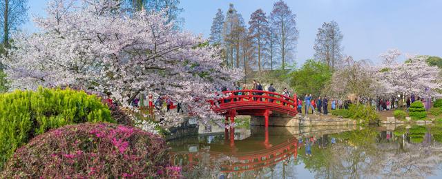 武汉樱花观赏地(武汉最新樱花预报来了)(9)