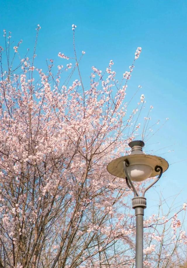 武汉樱花观赏地(武汉最新樱花预报来了)(21)