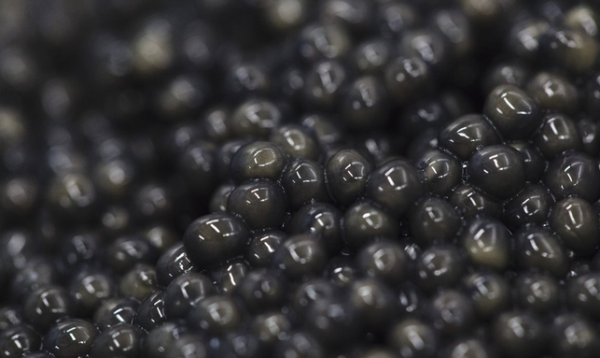 鱼子酱是什么鱼的籽,最好的鱼子酱是什么鱼做的图2