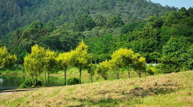 广州大夫山在哪（广州番禺-大夫山）(10)