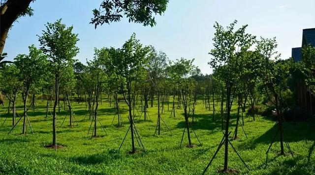 广州大夫山在哪（广州番禺-大夫山）(11)
