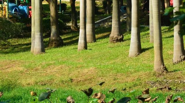 广州大夫山在哪（广州番禺-大夫山）(12)