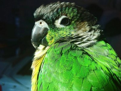 ​小太阳鹦鹉饲养的方法及注意要点