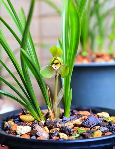 ​兰花烂根别着急，只要简单“四步”，就能恢复繁茂