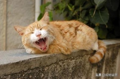 ​你想要的宠物托运内容，这里都有 宠物托运很麻烦吗？