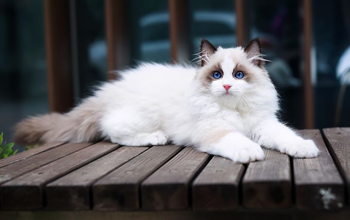 猫的品种图片名字大全（猫咪品种特征大推荐）