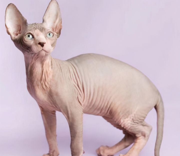 猫的品种图片名字大全（猫咪品种特征大推荐）