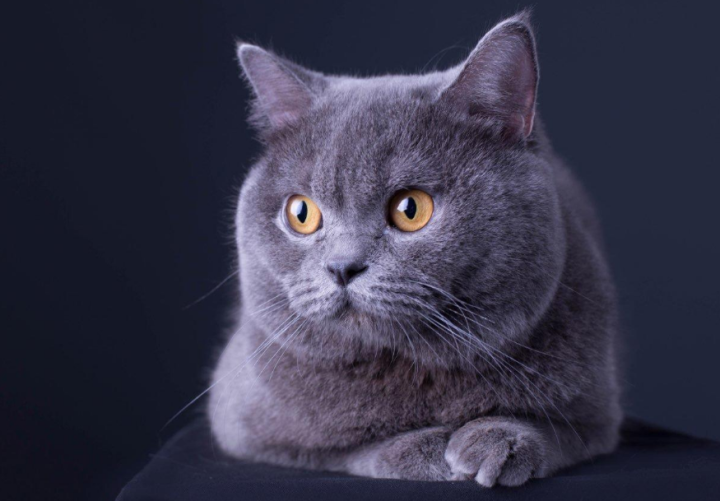 猫的品种图片名字大全（猫咪品种特征大推荐）