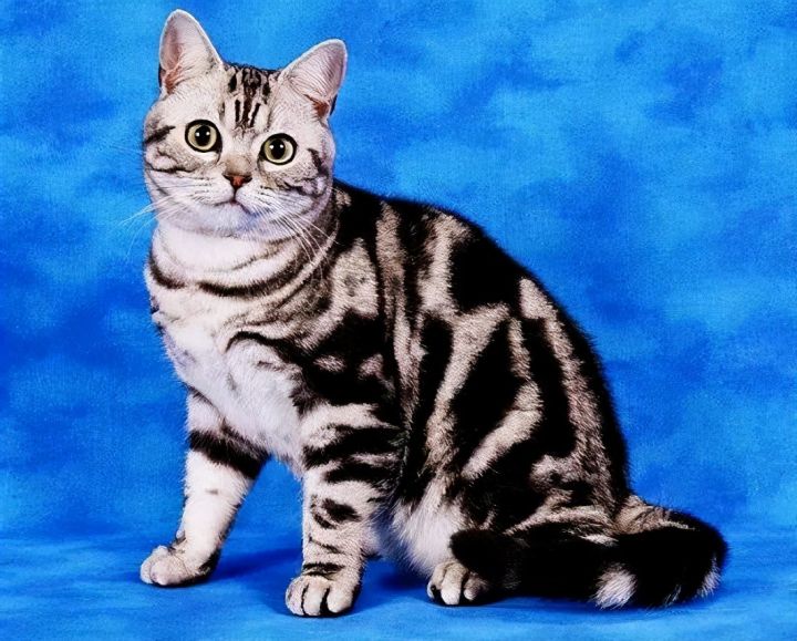 猫的品种图片名字大全（猫咪品种特征大推荐）