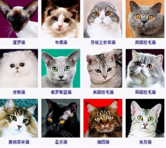 ​猫的品种图片名字大全（猫咪品种特征大推荐）