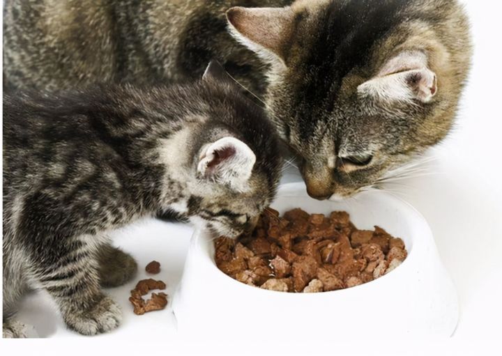 猫的品种图片名字大全（猫咪品种特征大推荐）