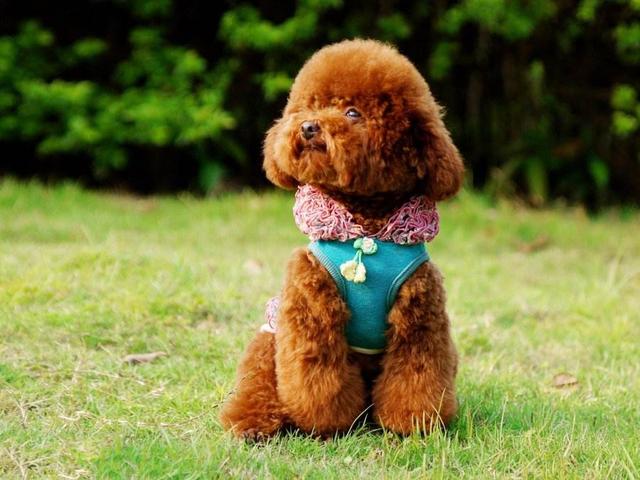 养泰迪的技巧（养好泰迪6大攻略）(5)