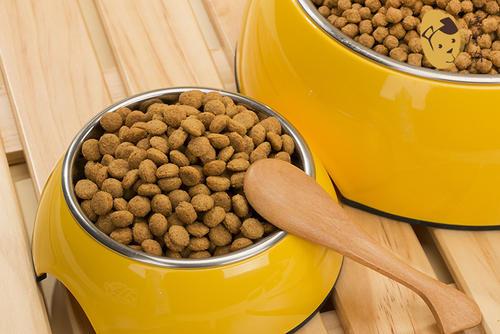 养泰迪的技巧（养好泰迪6大攻略）(7)