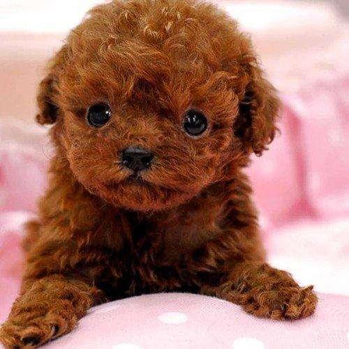 养泰迪的技巧（养好泰迪6大攻略）(6)