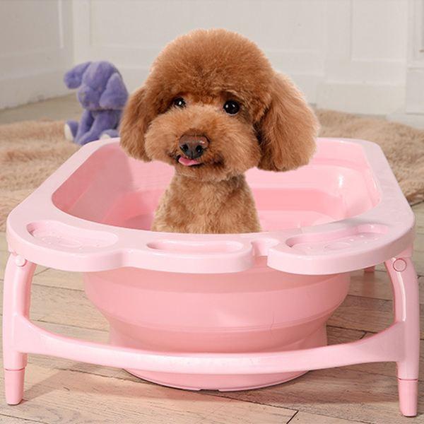 养泰迪的技巧（养好泰迪6大攻略）(3)