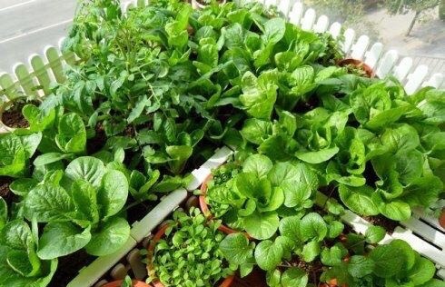 二三月种什么菜最好（二三月种植的最佳蔬菜推荐）