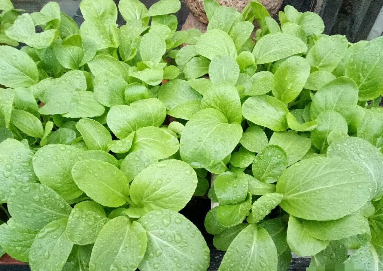 二三月种什么菜最好（二三月种植的最佳蔬菜推荐）
