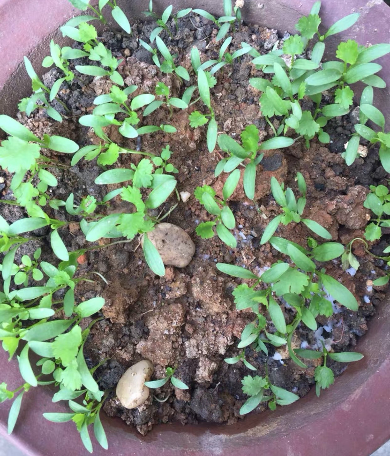 二三月种什么菜最好（二三月种植的最佳蔬菜推荐）