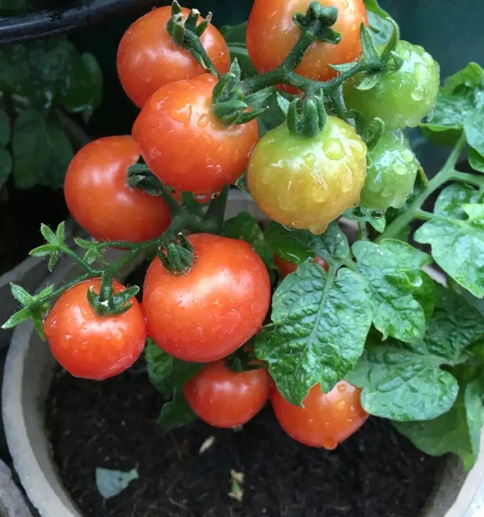 二三月种什么菜最好（二三月种植的最佳蔬菜推荐）