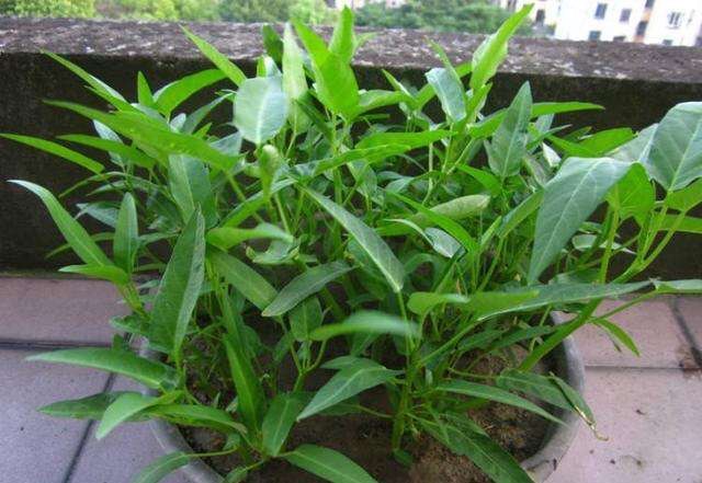 二三月种什么菜最好（二三月种植的最佳蔬菜推荐）