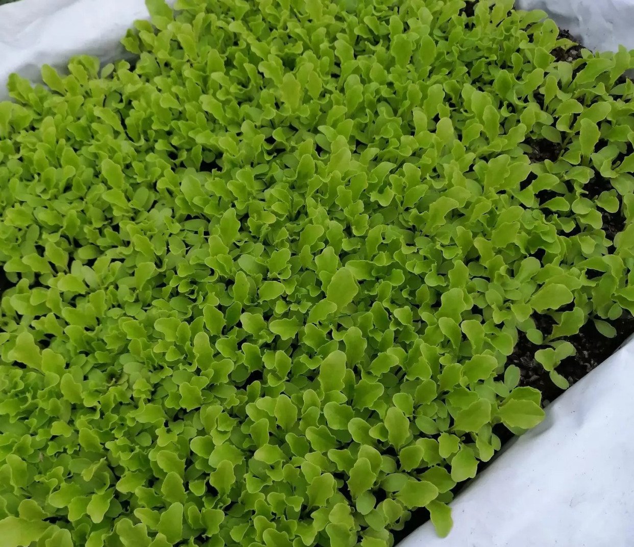 二三月种什么菜最好（二三月种植的最佳蔬菜推荐）