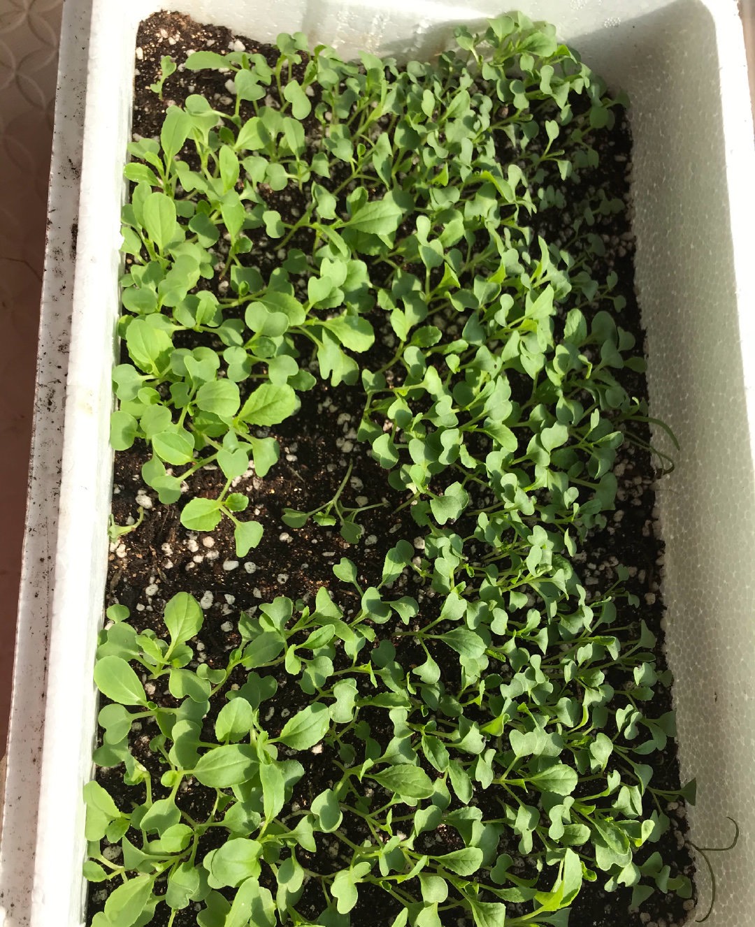 二三月种什么菜最好（二三月种植的最佳蔬菜推荐）